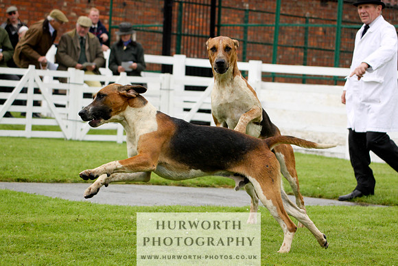 Hurworth Puppy Show 034