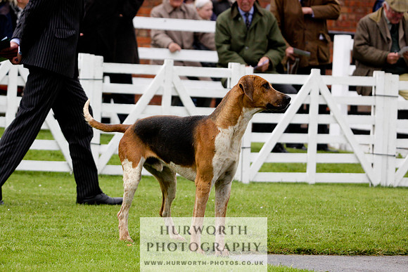 Hurworth Puppy Show 035