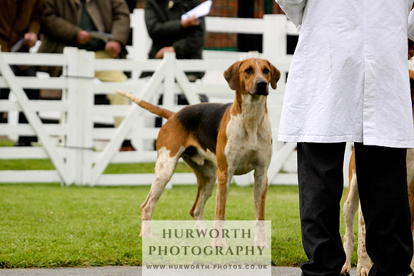 Hurworth Puppy Show 037