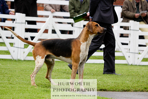 Hurworth Puppy Show 036