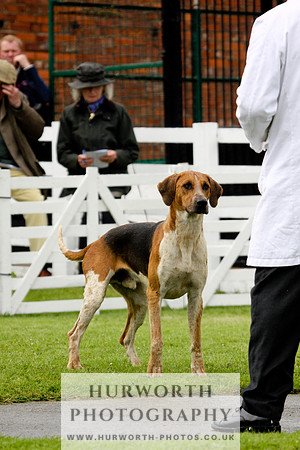 Hurworth Puppy Show 038