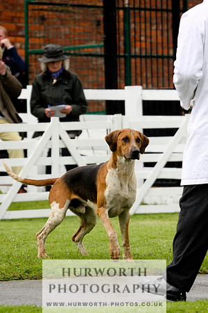 Hurworth Puppy Show 039