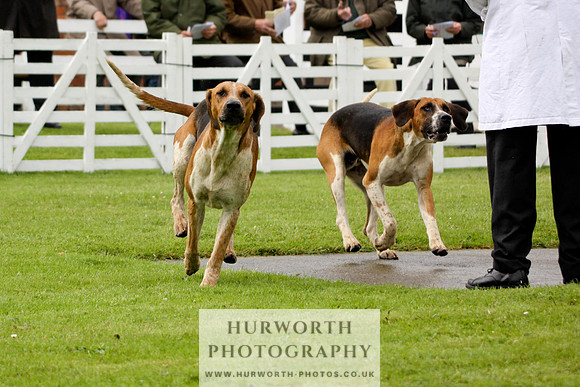 Hurworth Puppy Show 040