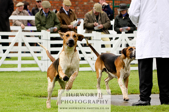 Hurworth Puppy Show 041