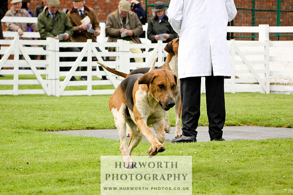 Hurworth Puppy Show 042