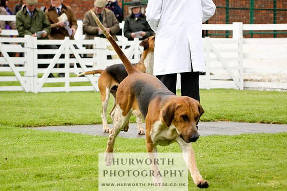 Hurworth Puppy Show 043