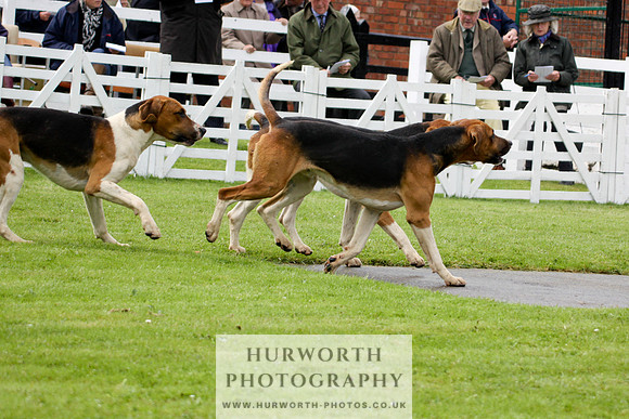 Hurworth Puppy Show 045