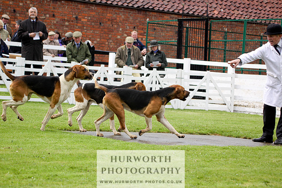 Hurworth Puppy Show 046
