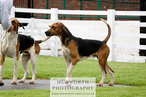 Hurworth Puppy Show 047