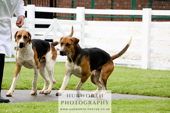 Hurworth Puppy Show 048