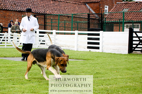 Hurworth Puppy Show 050