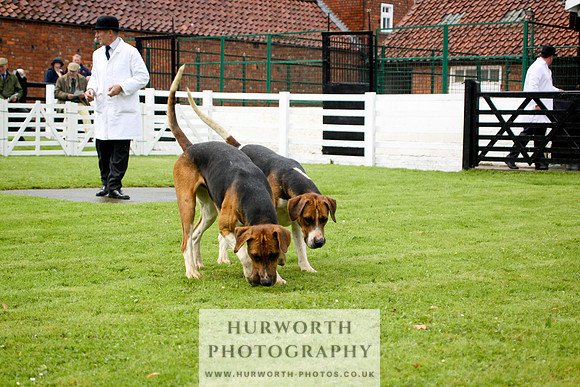 Hurworth Puppy Show 051
