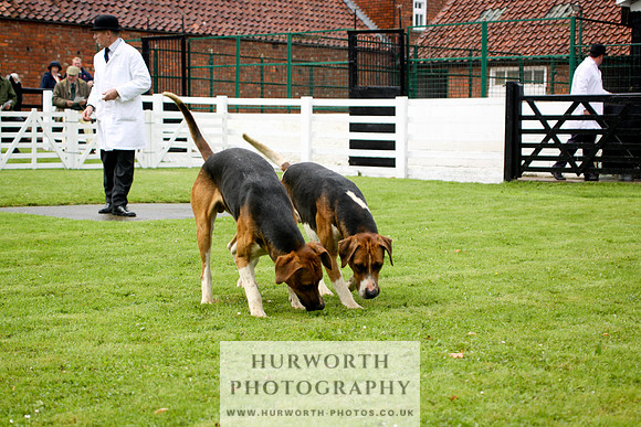 Hurworth Puppy Show 052