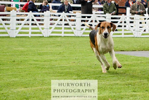Hurworth Puppy Show 053