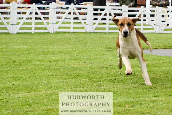 Hurworth Puppy Show 054