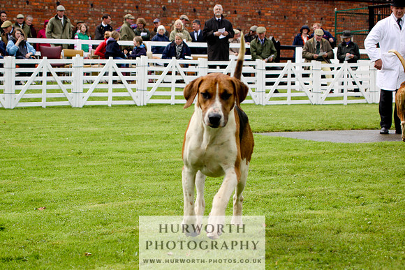 Hurworth Puppy Show 055