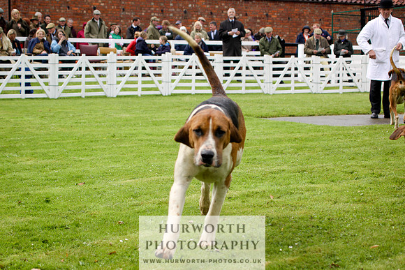 Hurworth Puppy Show 056