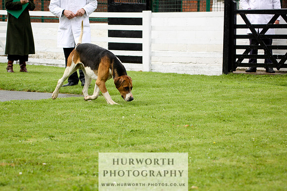 Hurworth Puppy Show 057