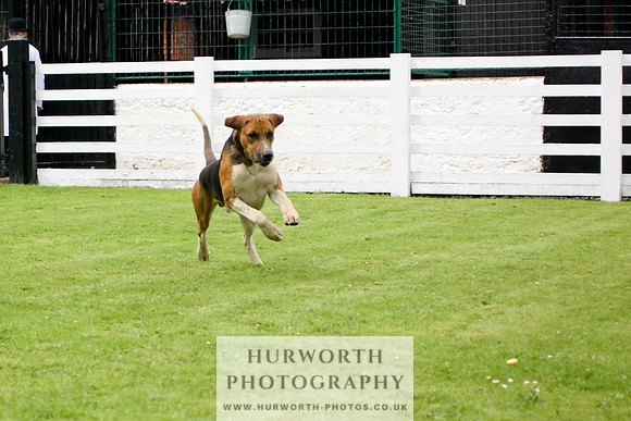 Hurworth Puppy Show 059