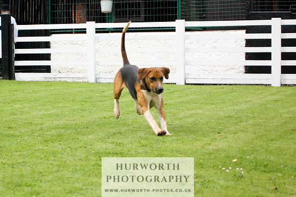 Hurworth Puppy Show 060