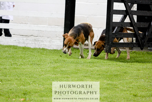 Hurworth Puppy Show 063