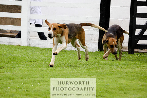 Hurworth Puppy Show 065