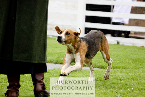 Hurworth Puppy Show 066