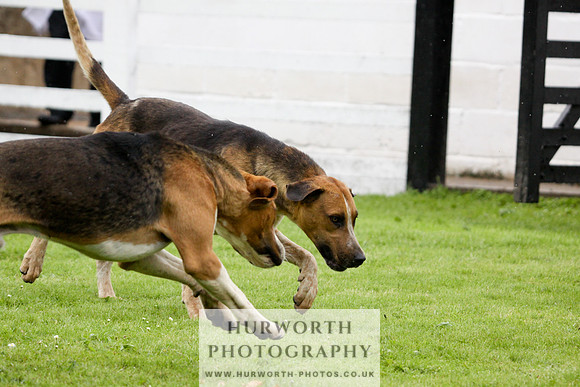 Hurworth Puppy Show 067