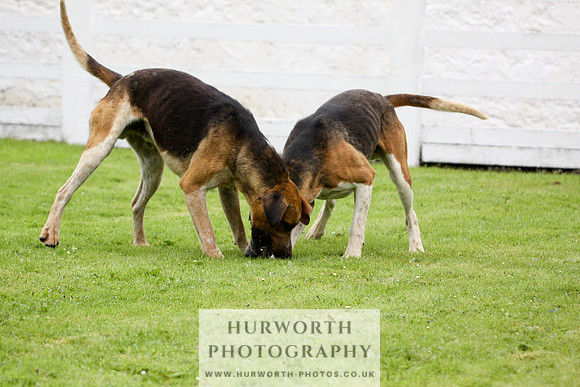 Hurworth Puppy Show 068