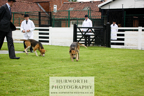 Hurworth Puppy Show 071