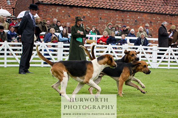 Hurworth Puppy Show 073