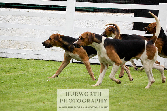 Hurworth Puppy Show 075