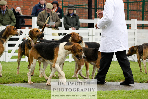 Hurworth Puppy Show 076