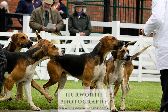 Hurworth Puppy Show 077