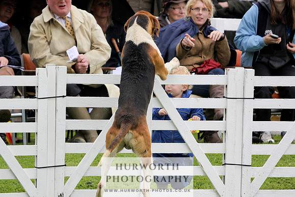 Hurworth Puppy Show 079