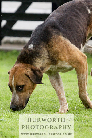 Hurworth Puppy Show 080