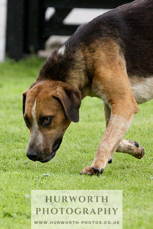 Hurworth Puppy Show 081
