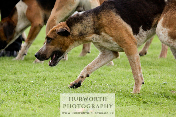 Hurworth Puppy Show 082