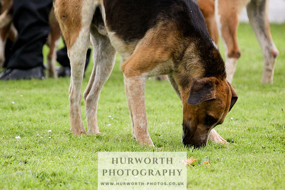 Hurworth Puppy Show 083