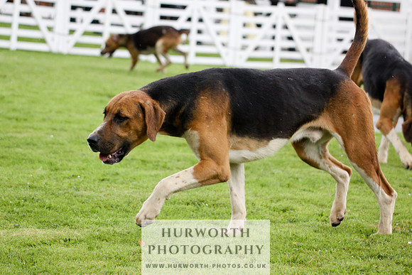 Hurworth Puppy Show 084