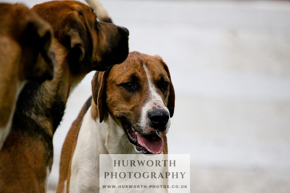 Hurworth Puppy Show 085