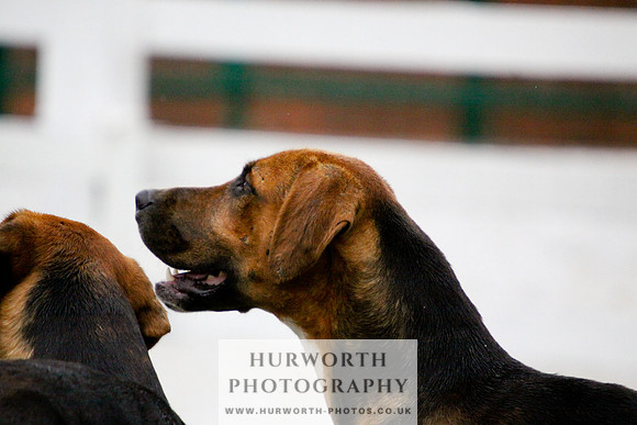 Hurworth Puppy Show 086
