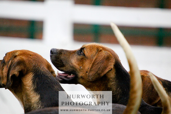Hurworth Puppy Show 087