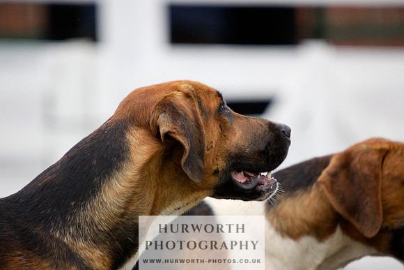 Hurworth Puppy Show 088