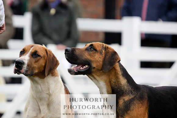 Hurworth Puppy Show 090