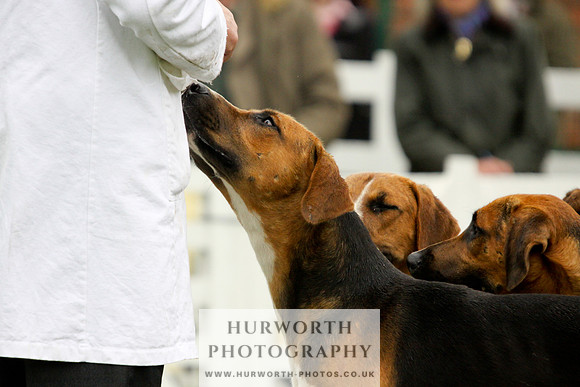Hurworth Puppy Show 091