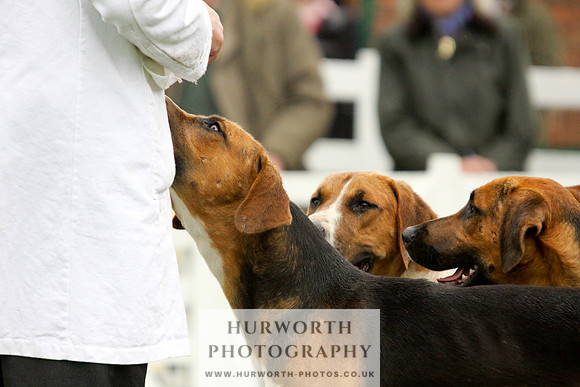 Hurworth Puppy Show 092