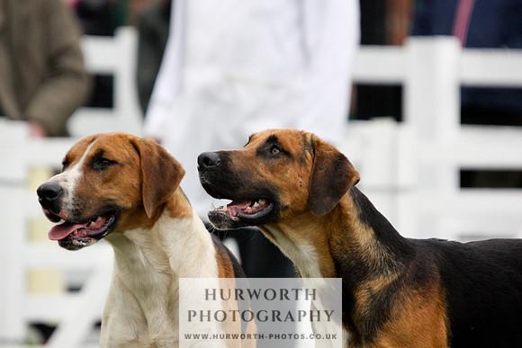 Hurworth Puppy Show 093