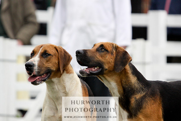 Hurworth Puppy Show 094