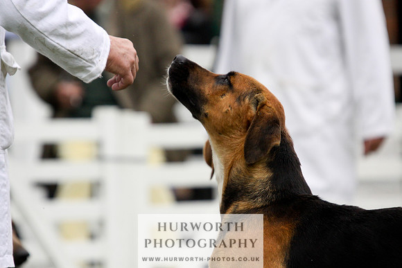 Hurworth Puppy Show 095